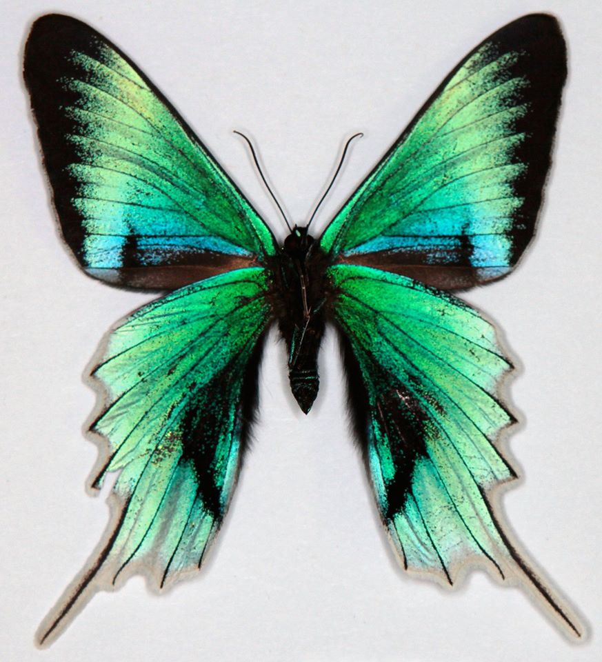 Urania leilus (aberration, verso, FB-DB) (Internet Image property of respective owner, non-commercial use only)